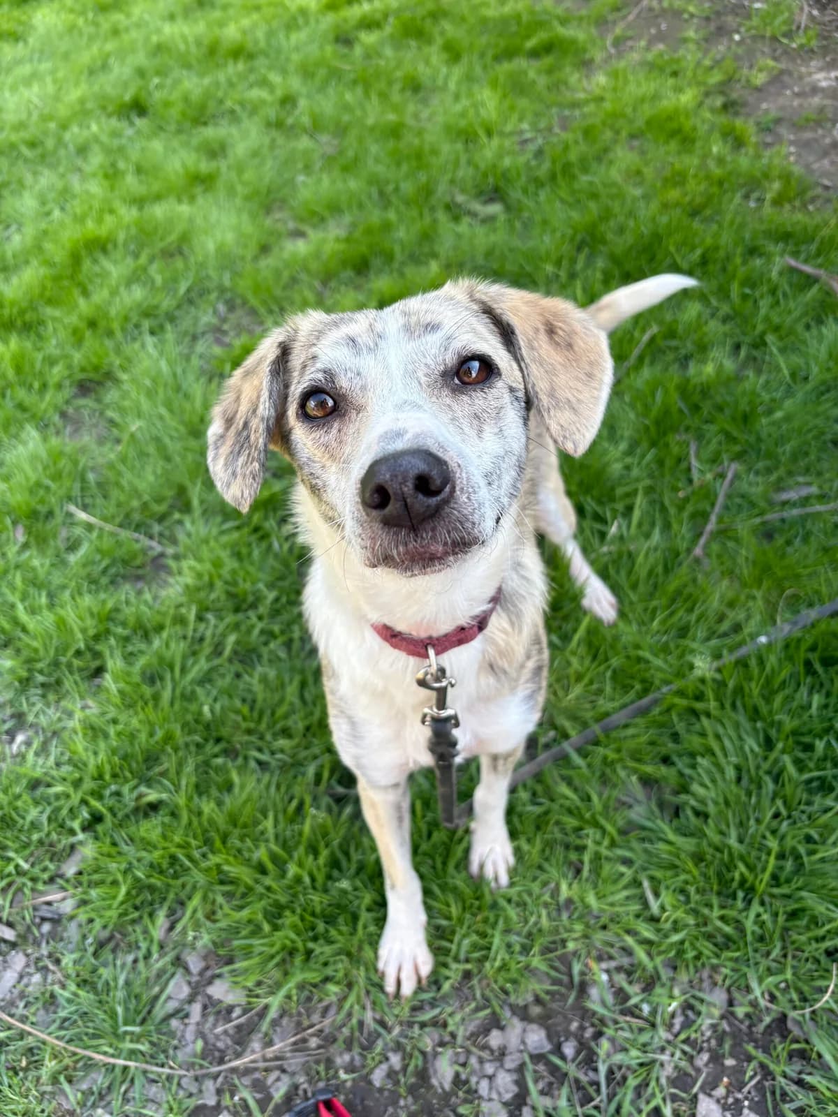 Nele (hat Interessenten), female young Mixed Breed for adoption at Tierheim Augsburg, Augsburg