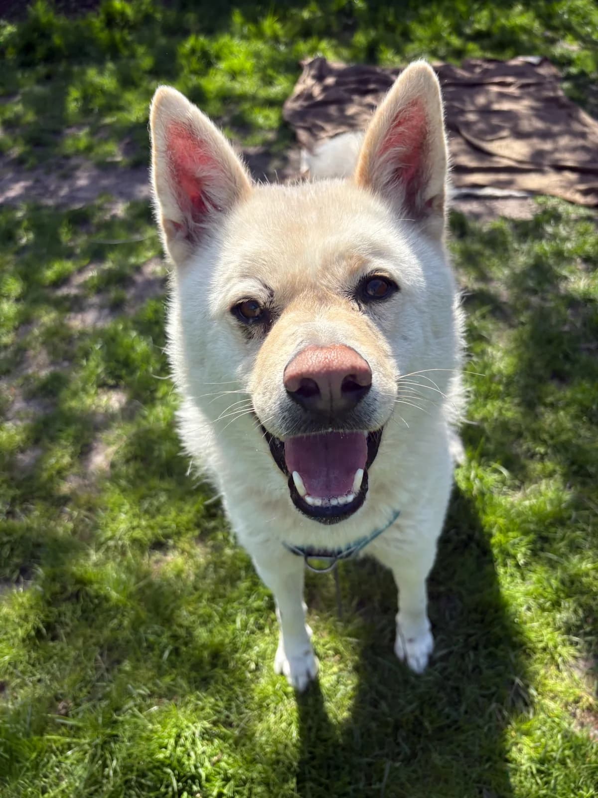 Neo, male 4yo mixed breed for adoption at Tierheim Augsburg, Augsburg