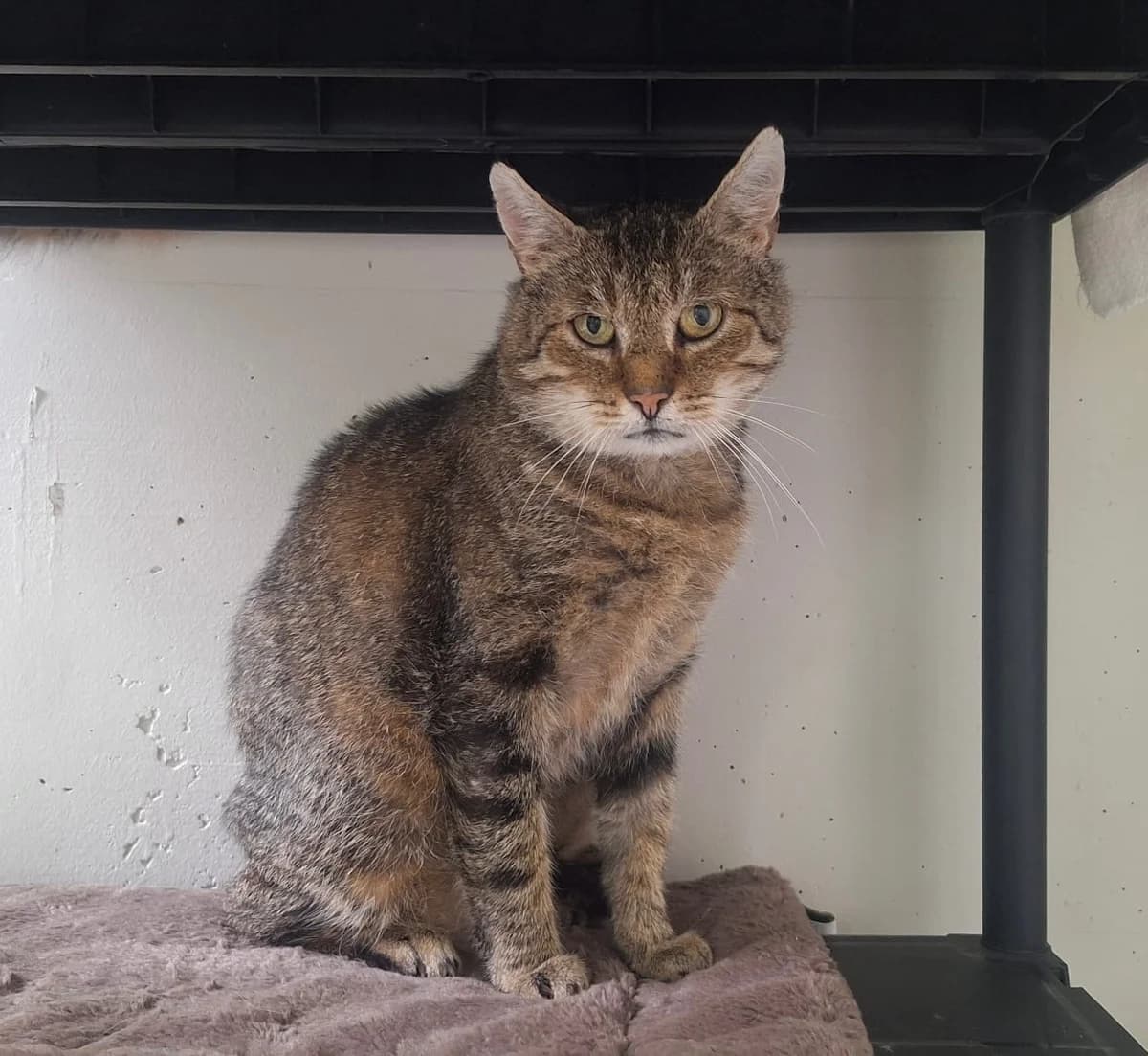 Paul, male 5yo European Shorthair for adoption at Tierheim Augsburg, Augsburg