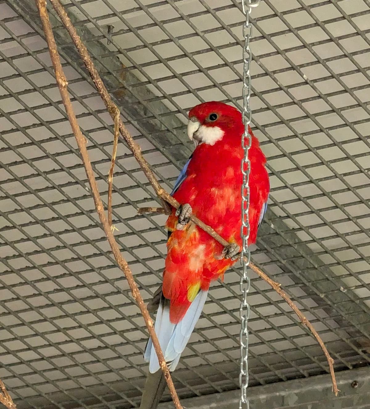 Prachtrosella James, male mixed breed for adoption at Tierheim Augsburg, Augsburg