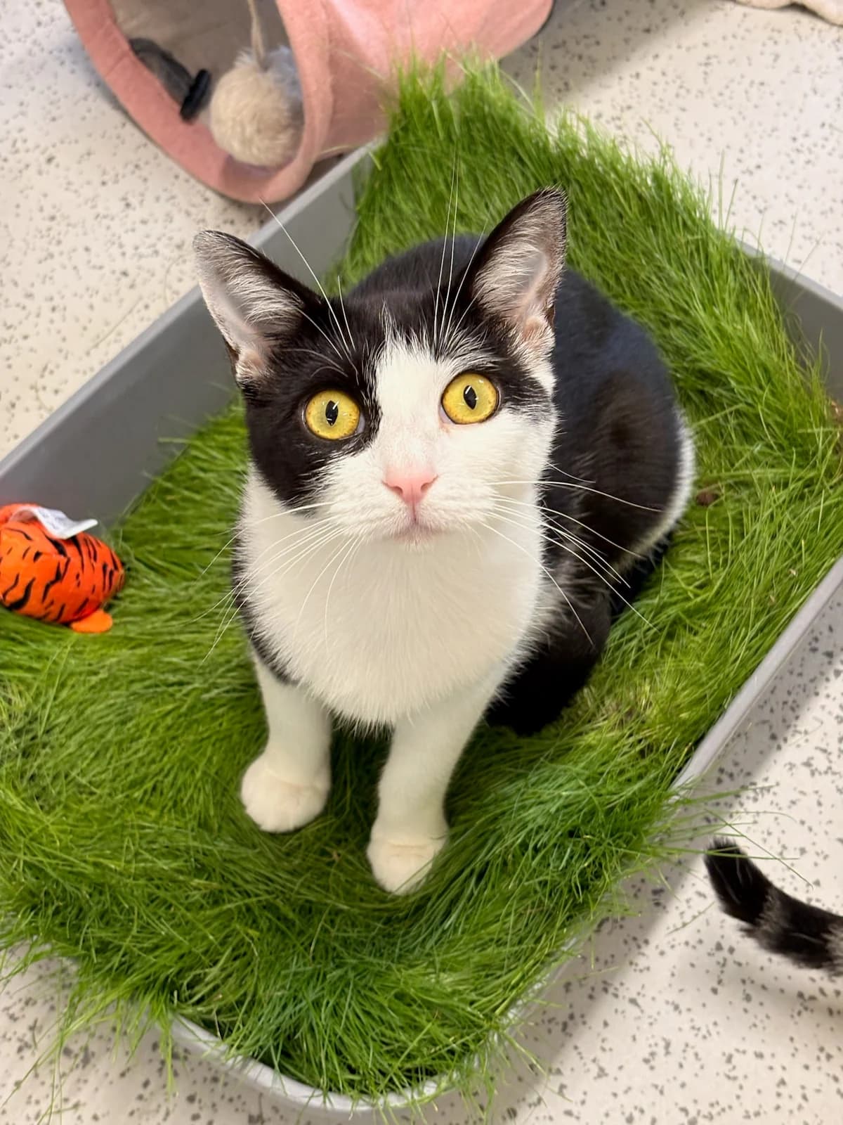 Sage, female young European Shorthair for adoption at Tierheim Augsburg, Augsburg
