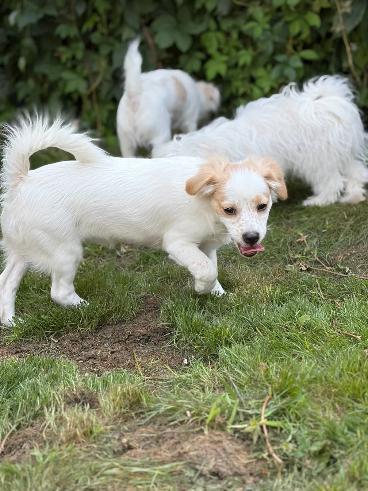 Schneeflöckchen, Schneeröckchen und Rosenrot, male puppy Maltese for adoption at Tierheim Augsburg, Augsburg