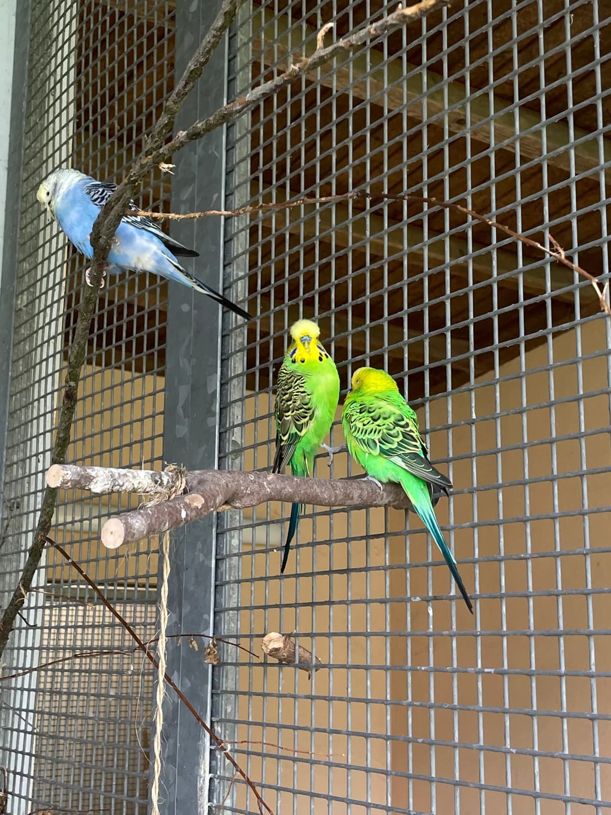 Unsere Wellensittiche, male mixed breed for adoption at Tierheim Augsburg, Augsburg