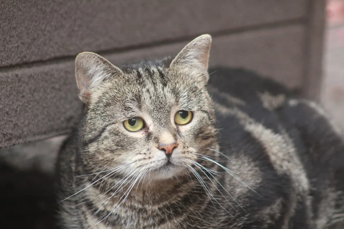 Henriette, female 3yo Mixed Breed for adoption at Tierheim Aurich (Animal Welfare Aurich e.V.), Aurich