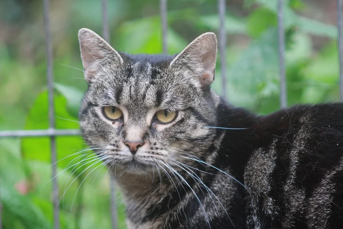 Flora, female 3yo Mixed Breed for adoption at Tierheim Aurich (Animal Welfare Aurich e.V.), Aurich