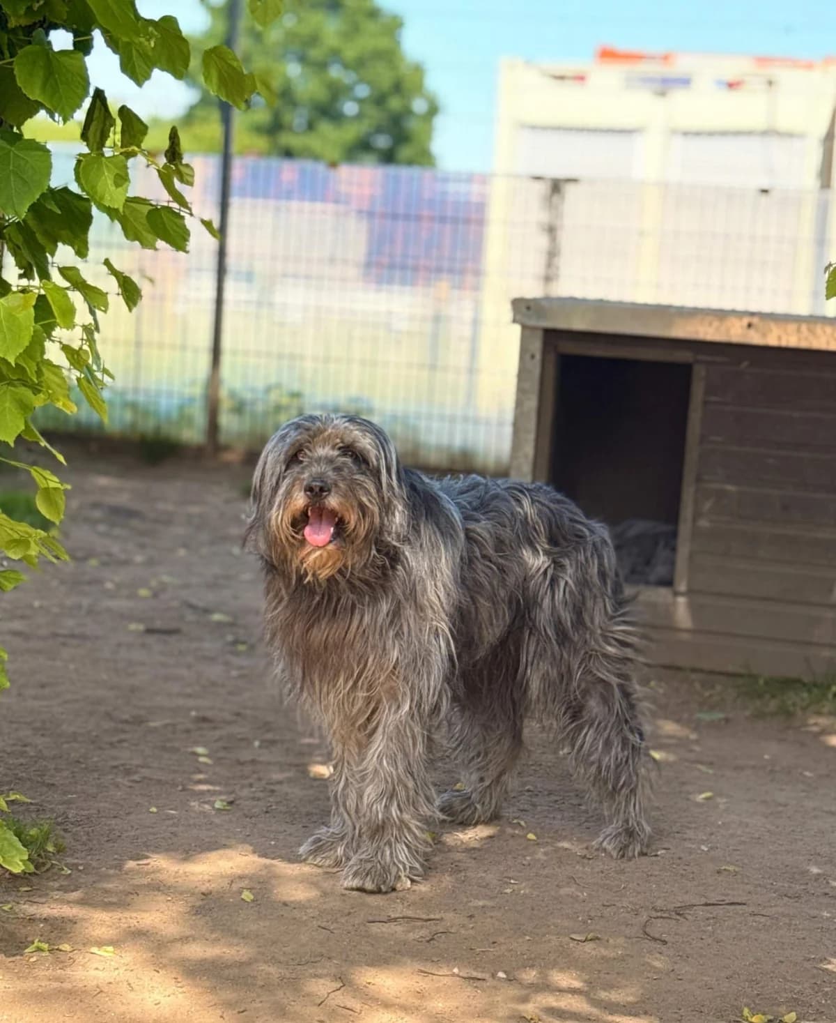 Frieda, female young Mixed Breed for adoption at Tierheim Babenhausen (Hessen)