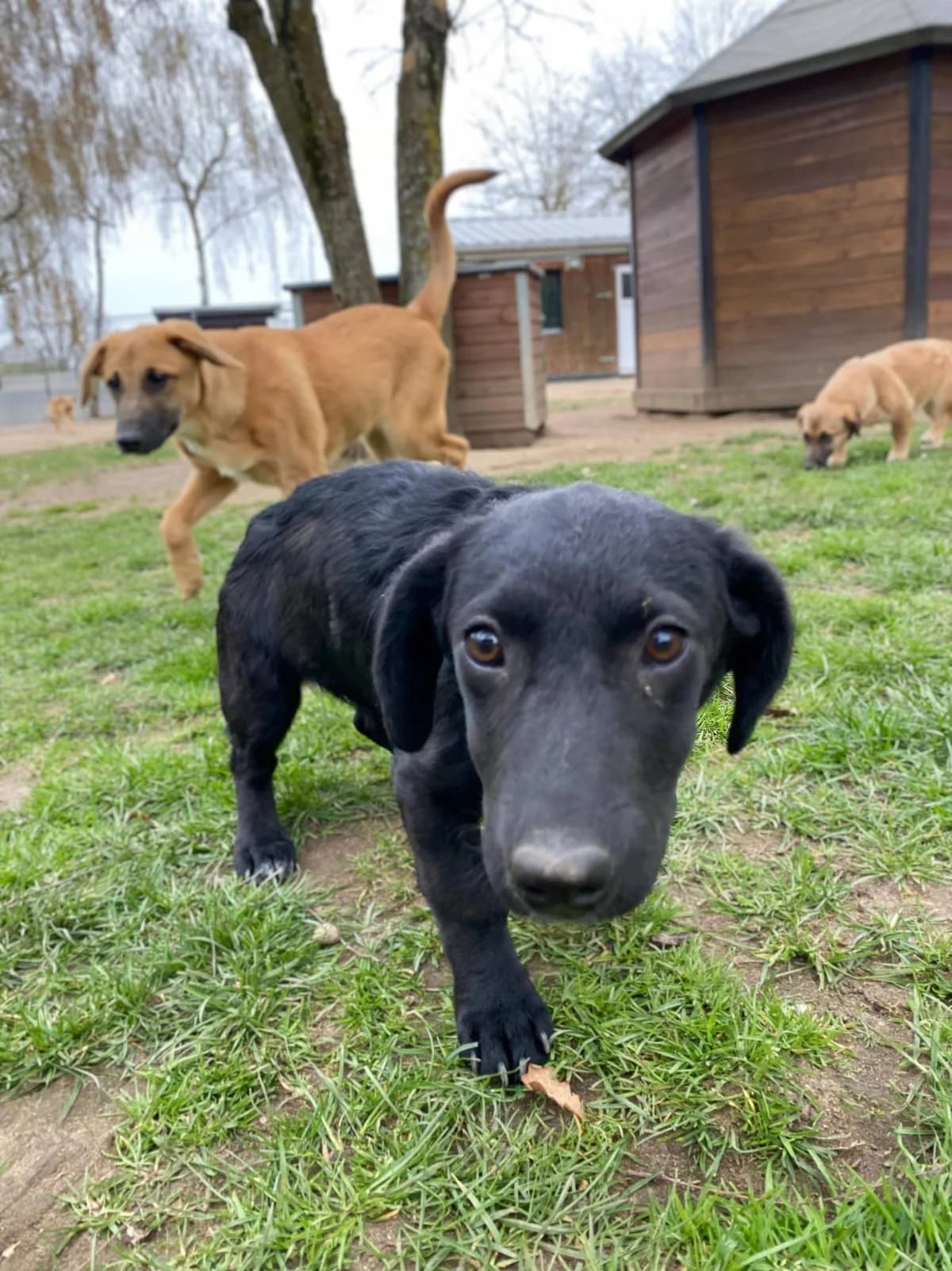 Hanni (Interessenten), female young Mixed Breed for adoption at Tierheim Babenhausen (Hessen)