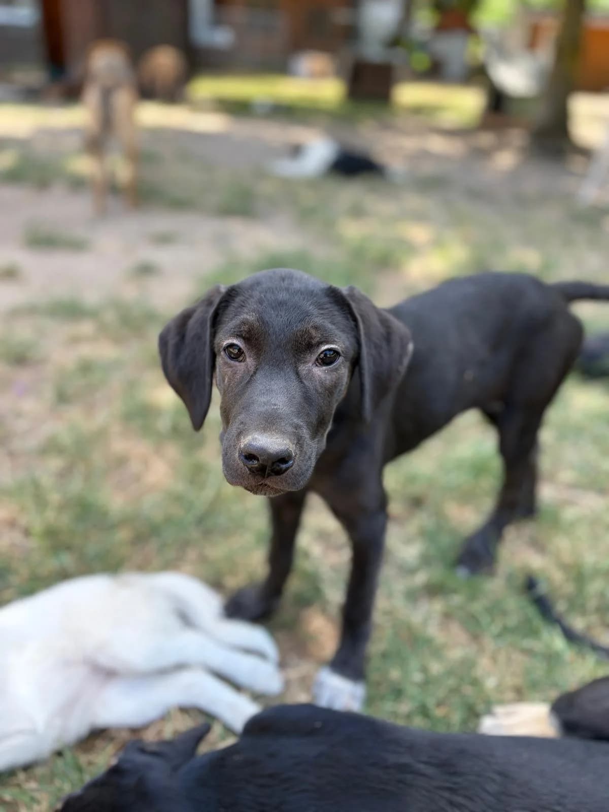 Lavina, female puppy Mixed Breed for adoption at Tierheim Babenhausen (Hessen)