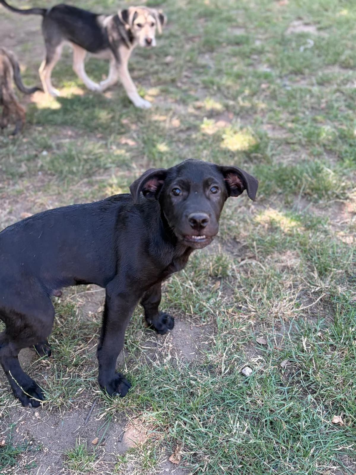 Levin, male puppy Mixed Breed for adoption at Tierheim Babenhausen (Hessen)