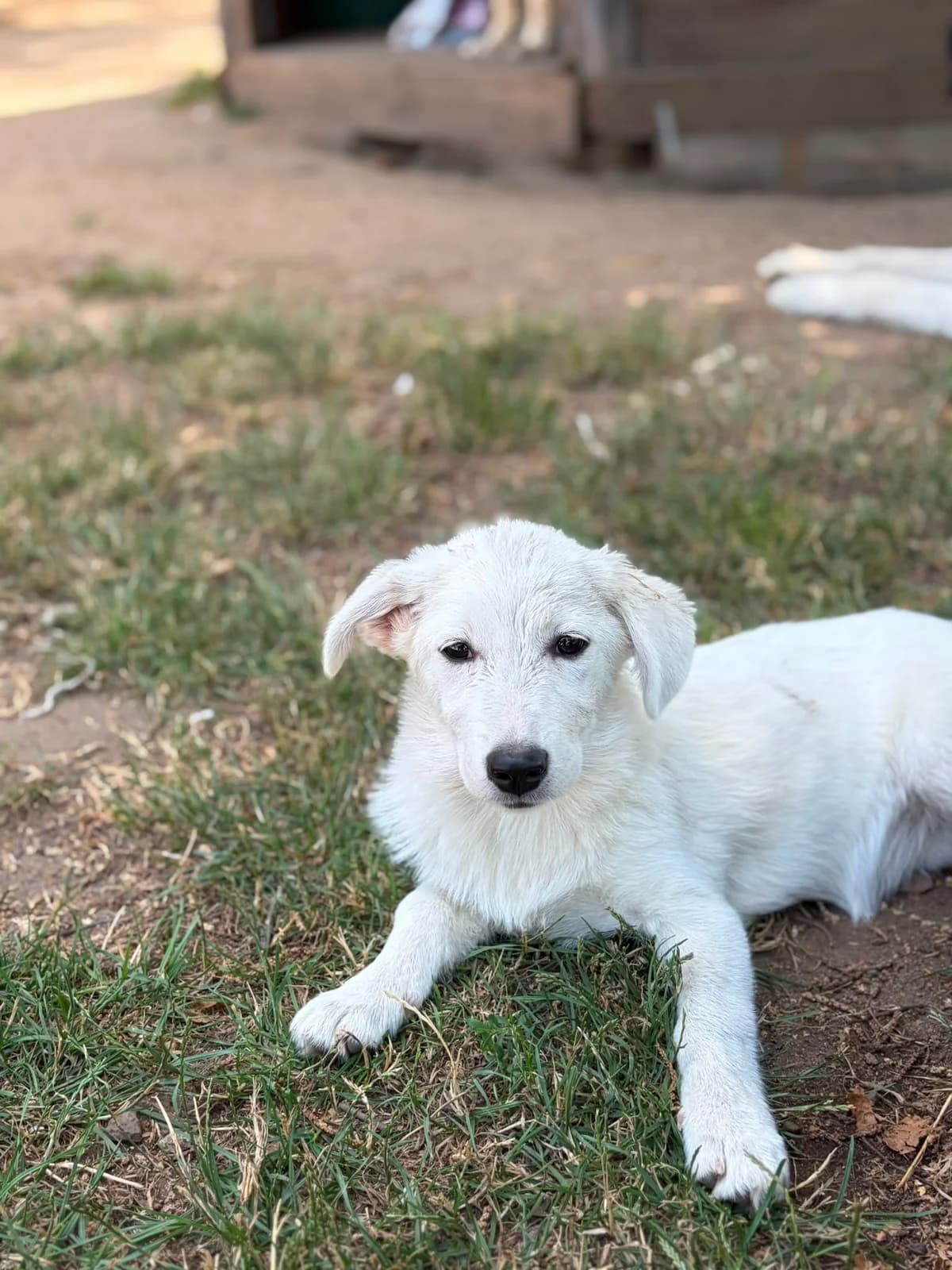 Lissy, female puppy Mixed Breed for adoption at Tierheim Babenhausen (Hessen)