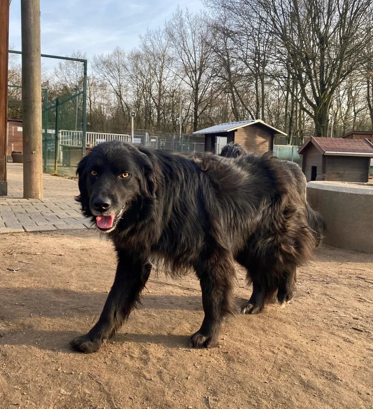 Mila, female young Mixed Breed for adoption at Tierheim Babenhausen (Hessen)