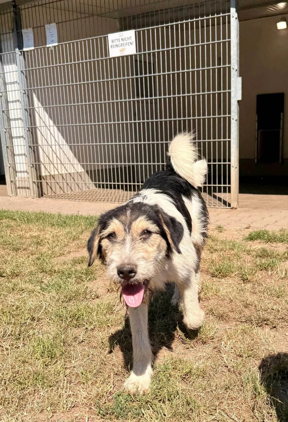 Milo, male puppy Mixed Breed for adoption at Tierheim Babenhausen (Hessen)