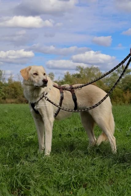 Nadja, female young Mixed Breed for adoption at Tierheim Babenhausen (Hessen)