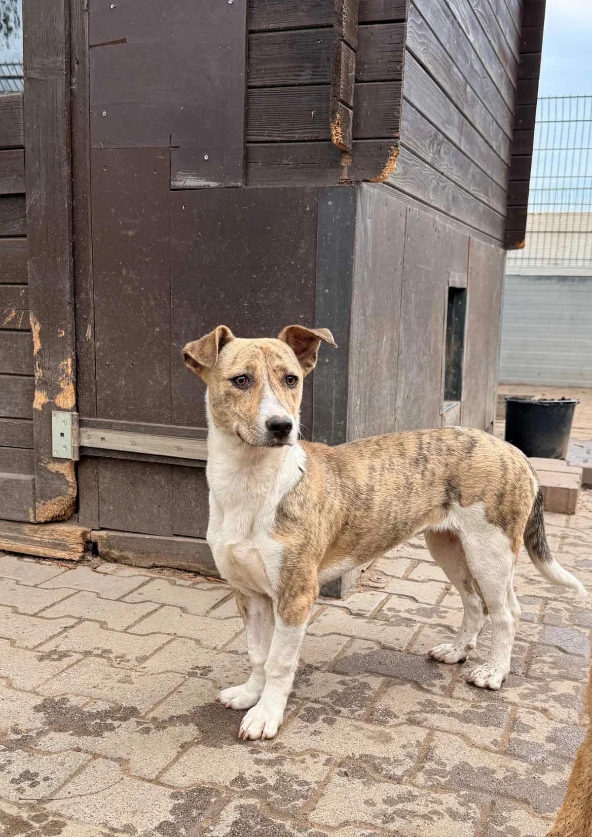 Stela, female young Mixed Breed for adoption at Tierheim Babenhausen (Hessen)