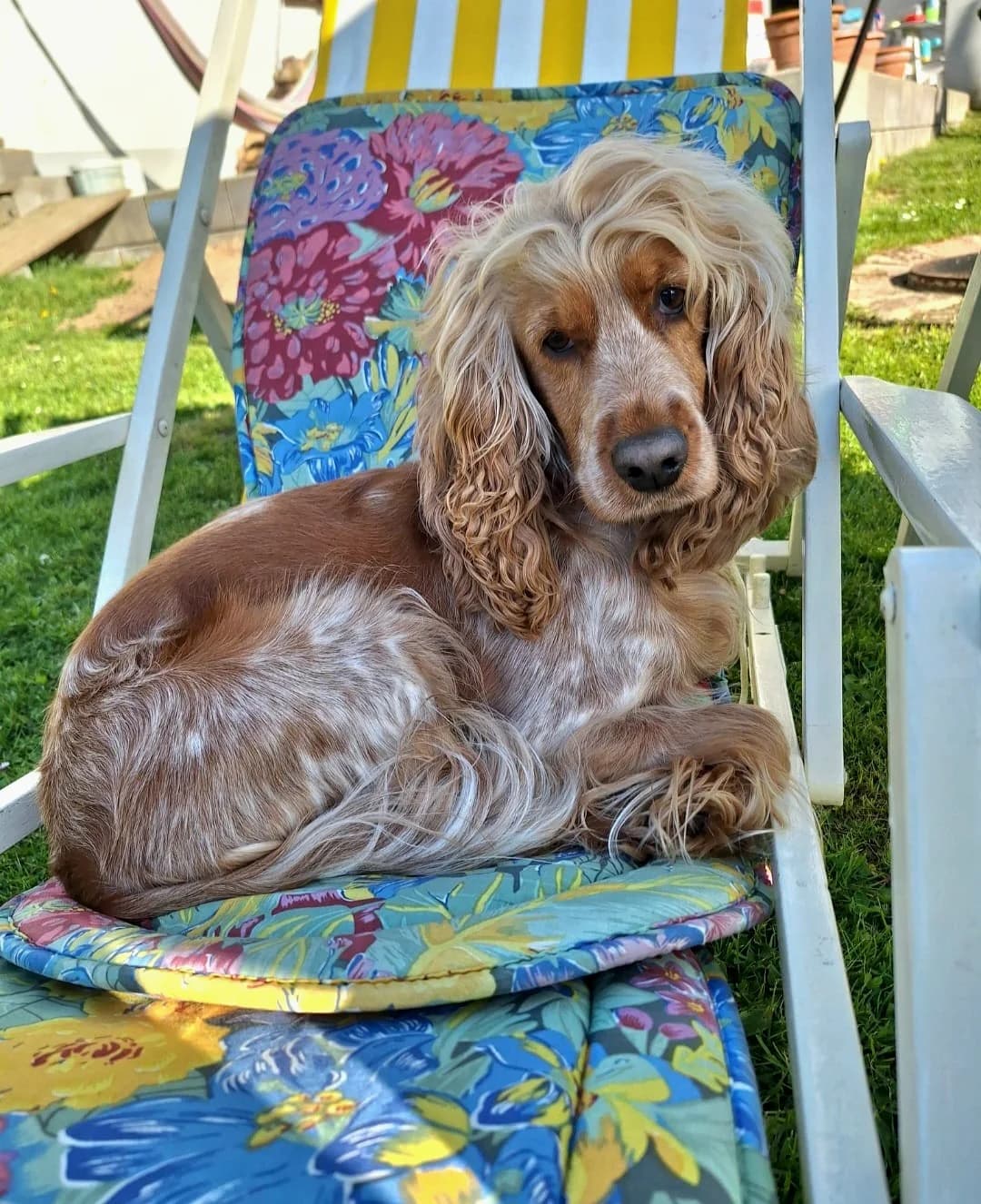 Annie, female 3yo Cocker Spaniel for adoption at Tierheim Bad Homburg, Homburg