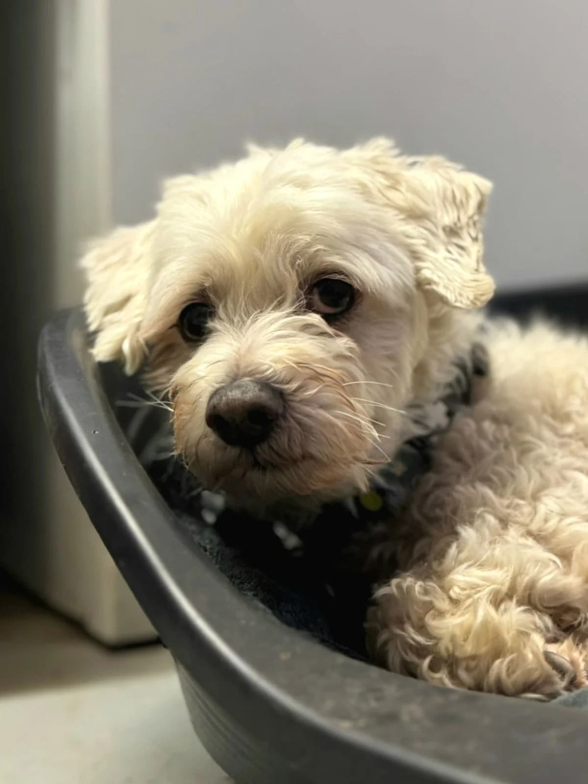 Benny, male senior Maltese for adoption at Tierheim Bad Homburg, Homburg