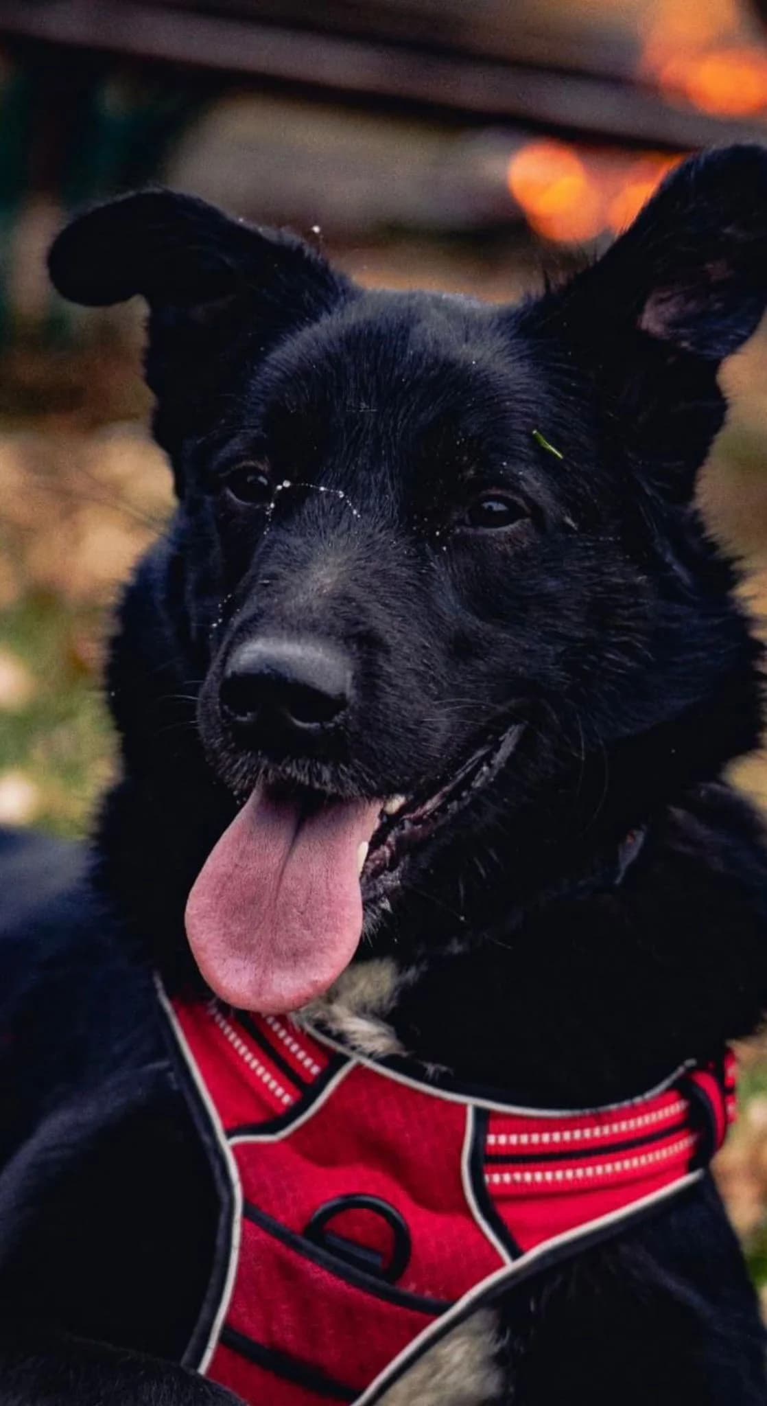 Bobby, male Mixed Breed Cat for adoption at Tierheim Bad Homburg, Homburg