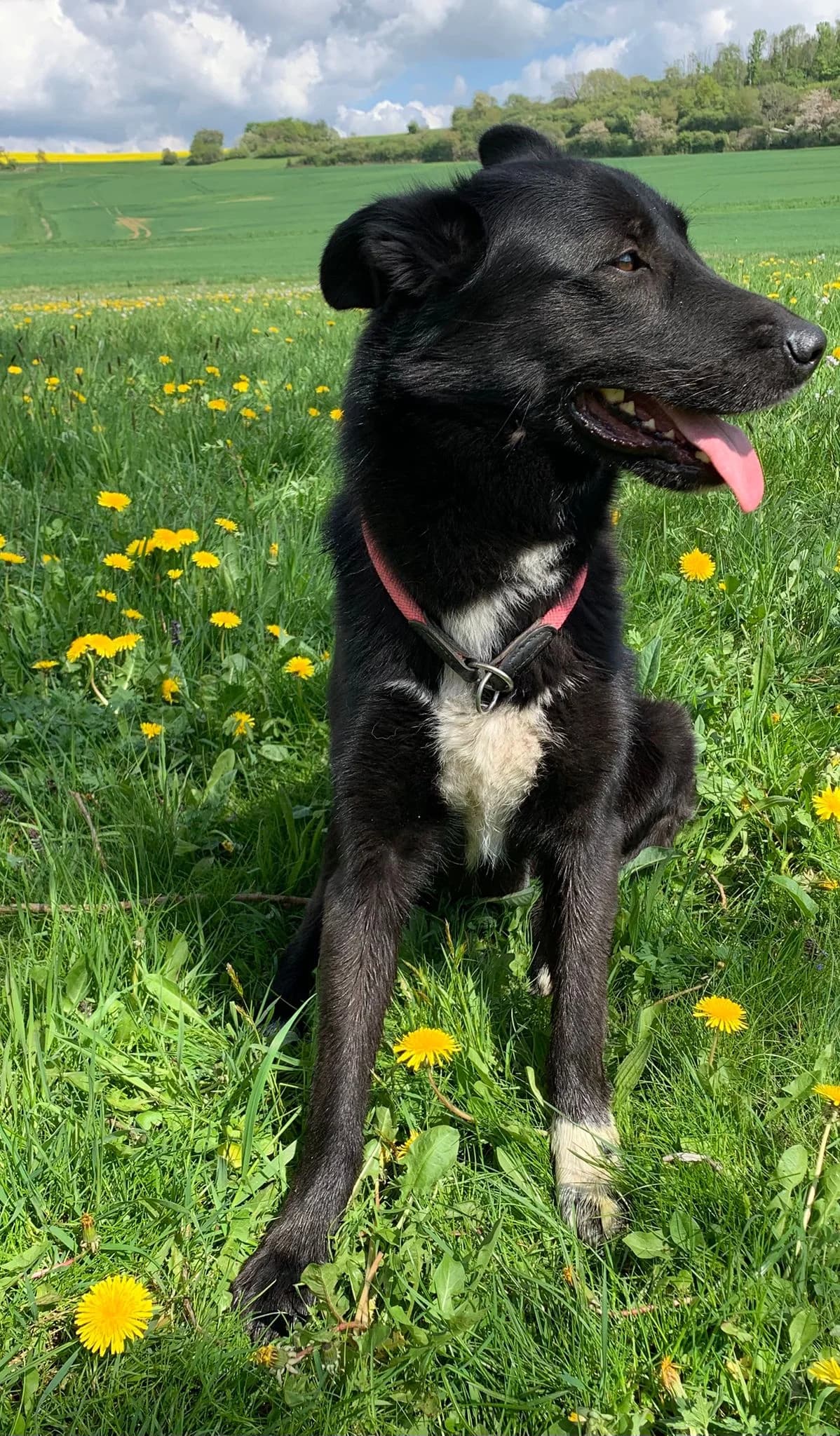 Bobby, male young Mixed Breed for adoption at Tierheim Bad Homburg, Homburg