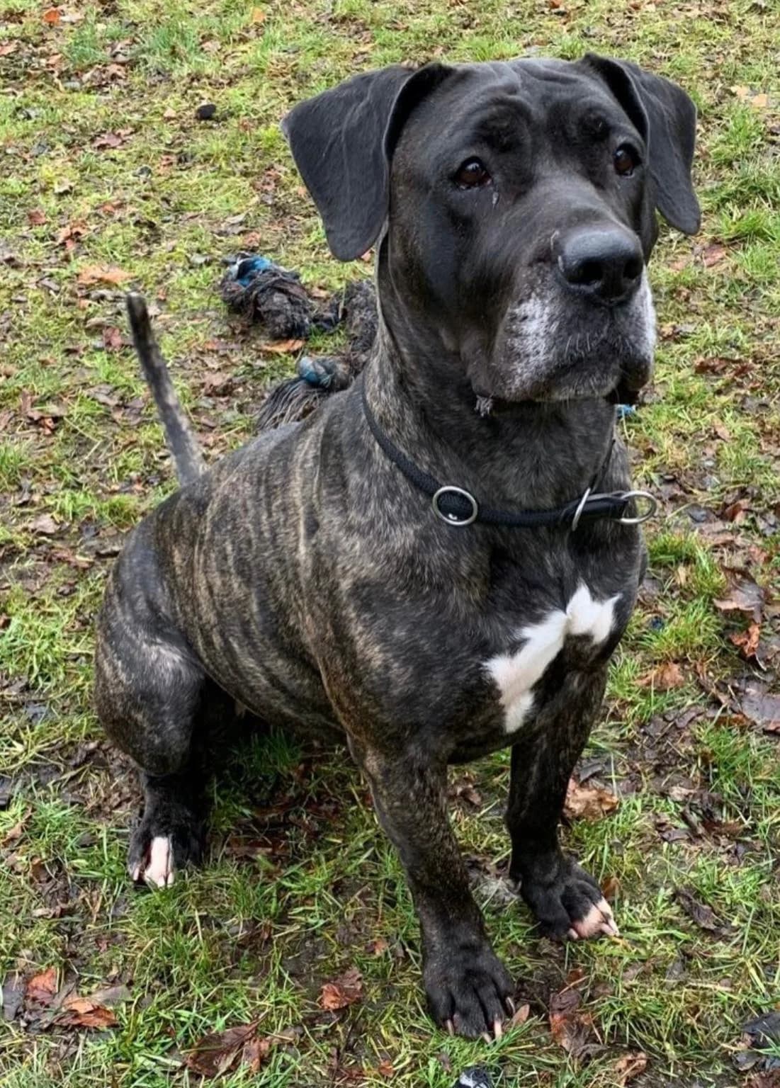 Coco, female Presa Canario for adoption at Homburg