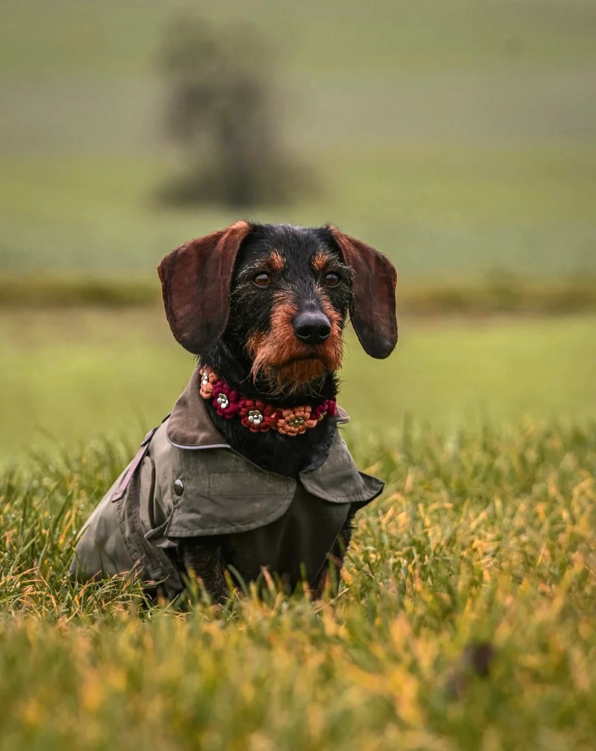 Eddy, male senior Dachshund for adoption at Tierheim Bad Homburg, Homburg