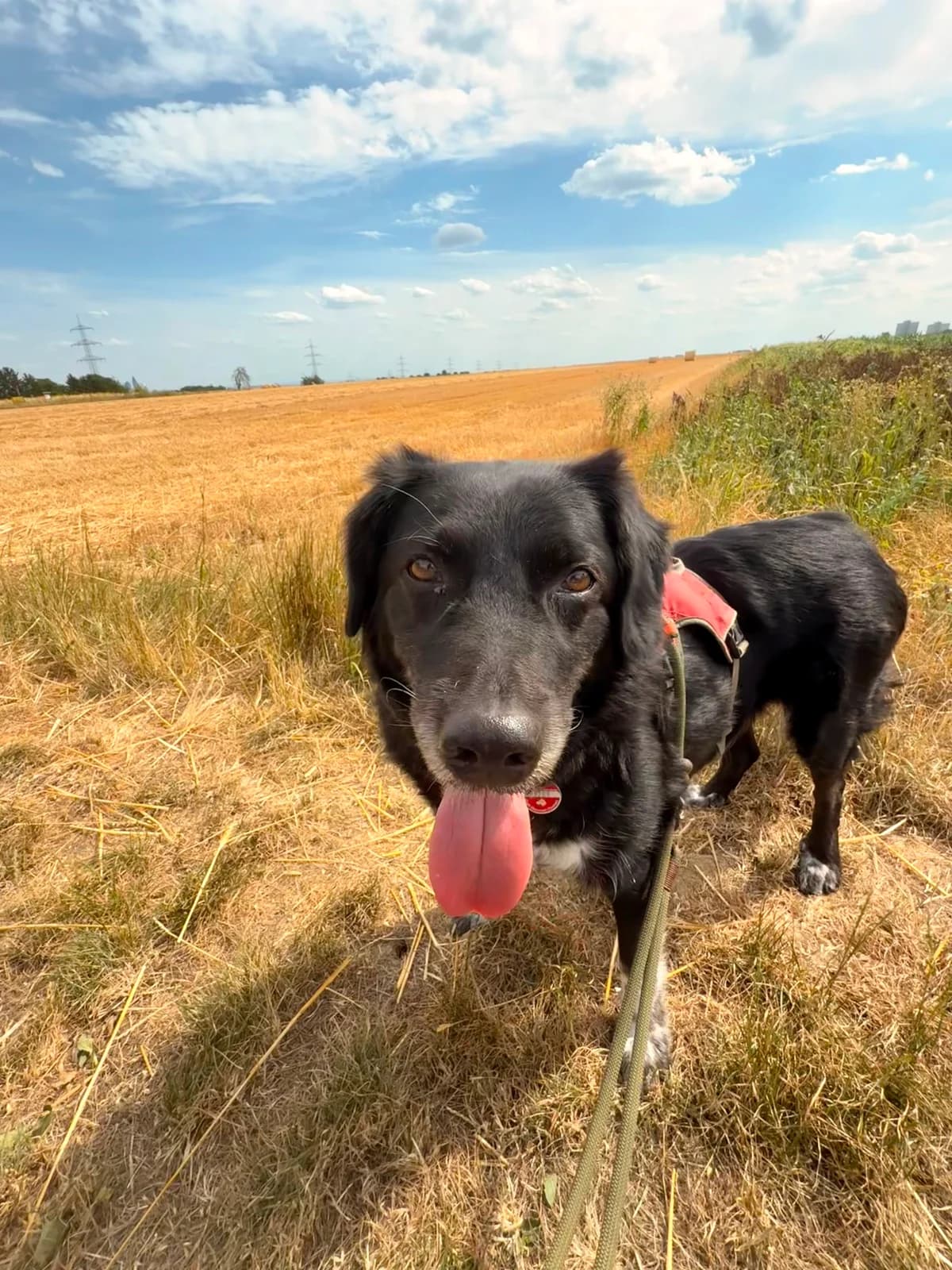 Emmi, female senior Mixed Breed for adoption at Tierheim Bad Homburg, Homburg