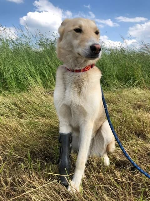 Fellow Handicap Hund, male senior Mixed Breed for adoption at Tierheim Bad Homburg, Homburg