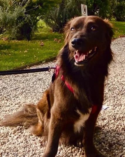 Flecky, male 6yo Mixed Breed for adoption at Tierheim Bad Homburg, Homburg