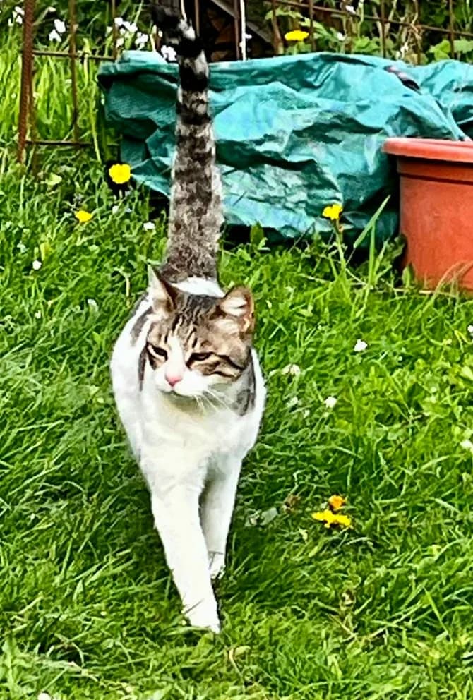 Greta, female senior European Shorthair for adoption at Tierheim Bad Homburg, Homburg