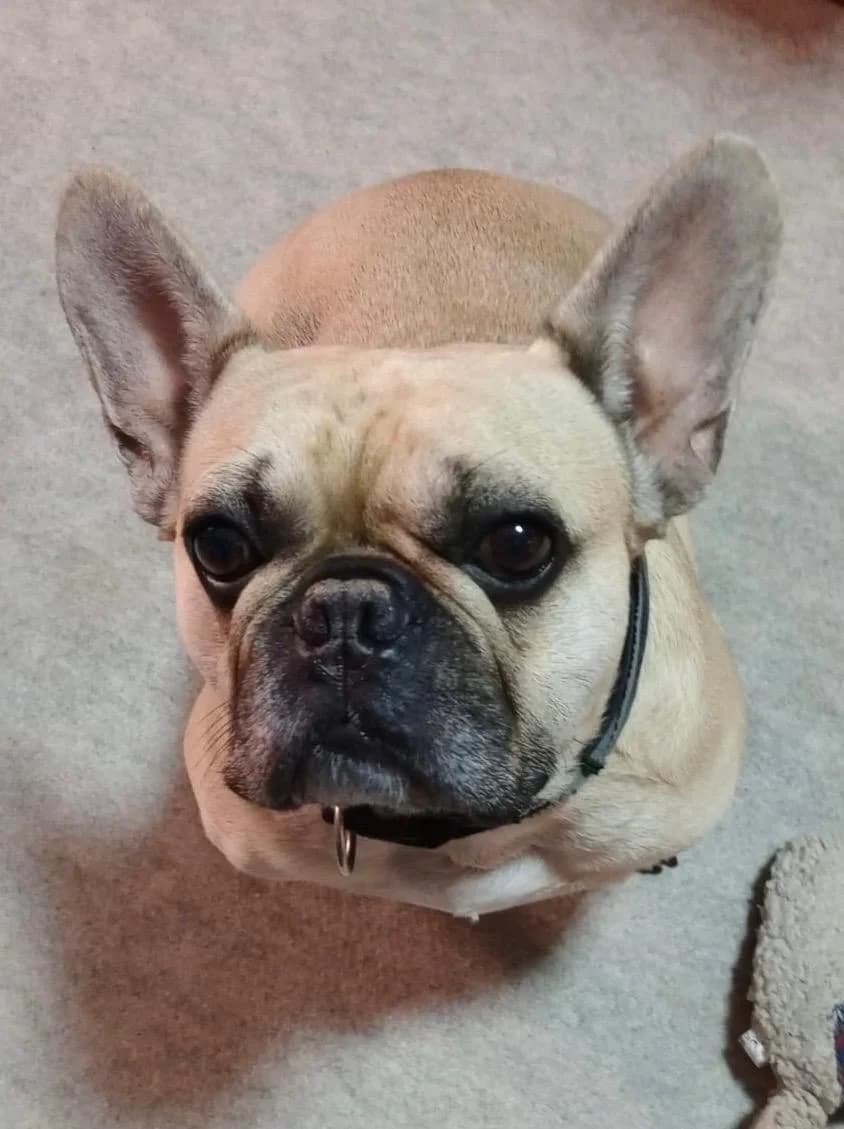 Harry, male 5yo English Bulldog for adoption at Tierheim Bad Homburg, Homburg