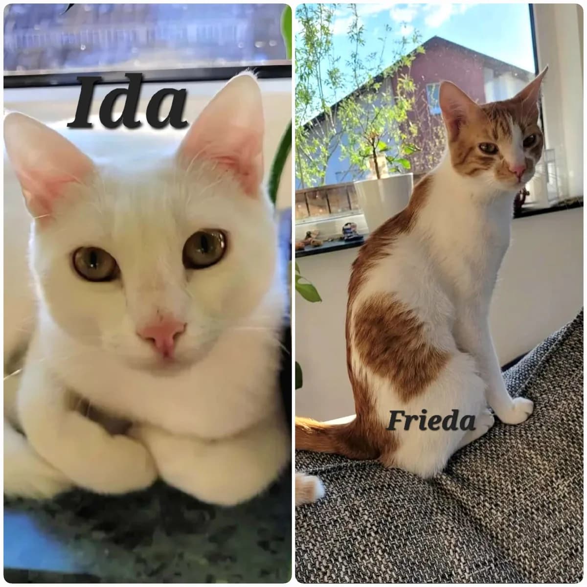 Ida und Frieda, senior European Shorthair for adoption at Tierheim Bad Homburg, Homburg