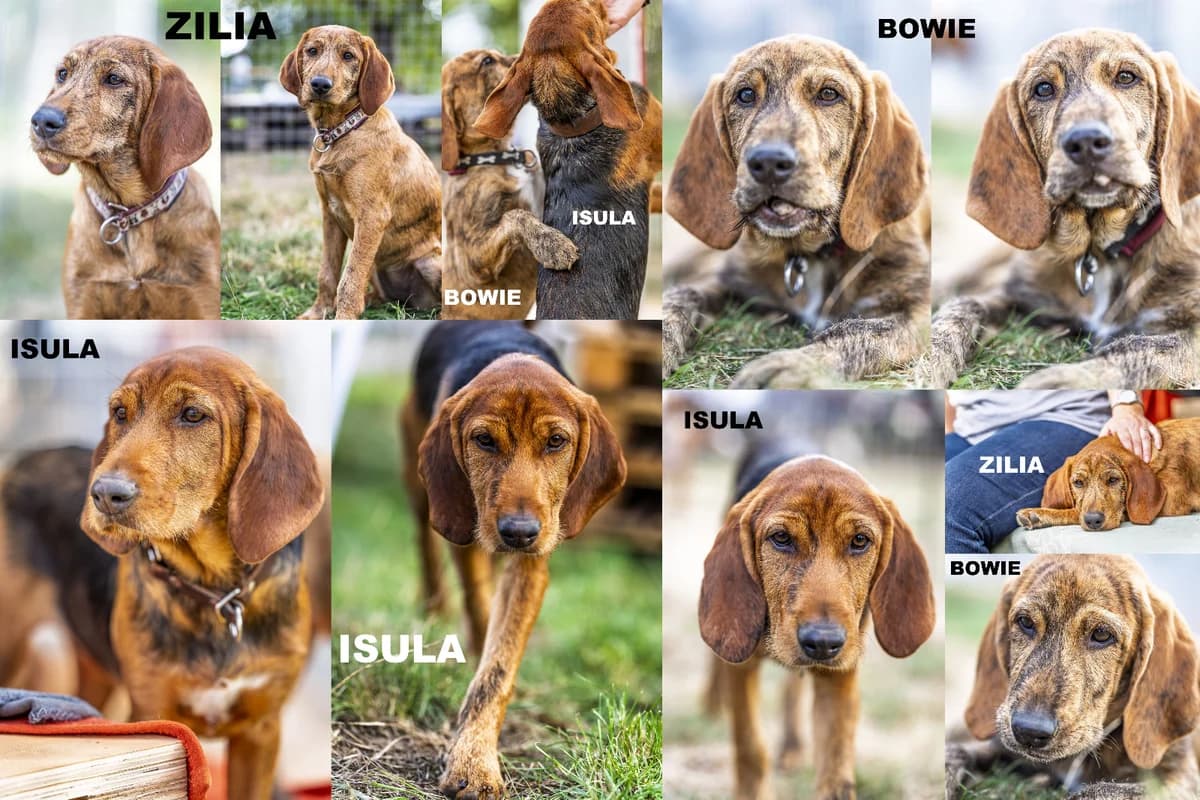 ISULA ZILIA BOWIE, male puppy Mixed Breed for adoption at Tierheim Bad Homburg, Homburg
