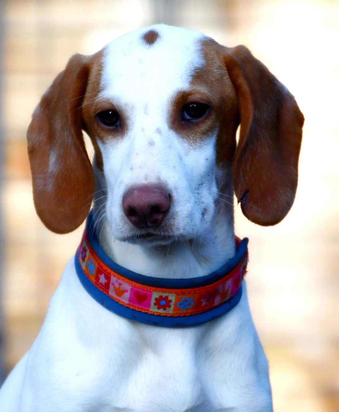 Karola, female mixed breed for adoption at Tierheim Bad Homburg, Homburg