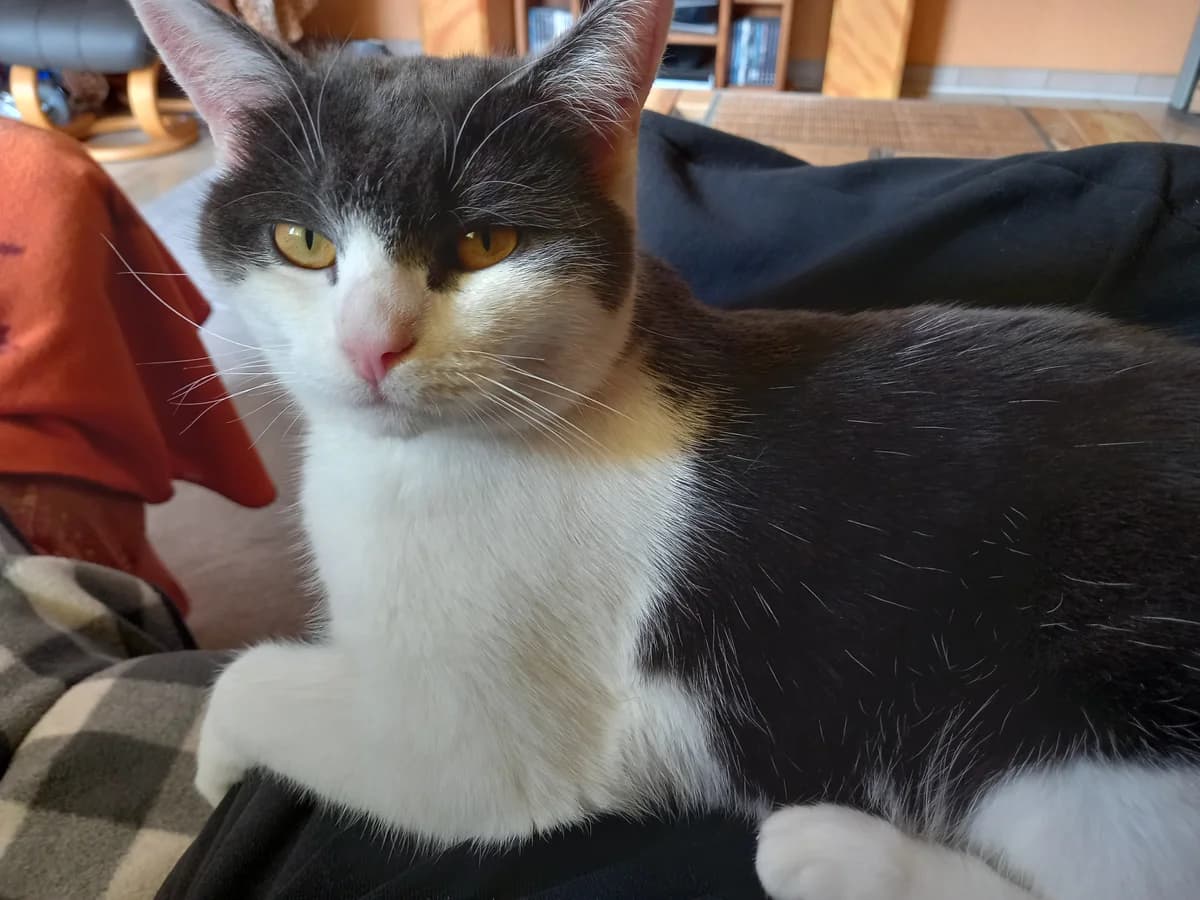 Lara, female European Shorthair for adoption at Homburg