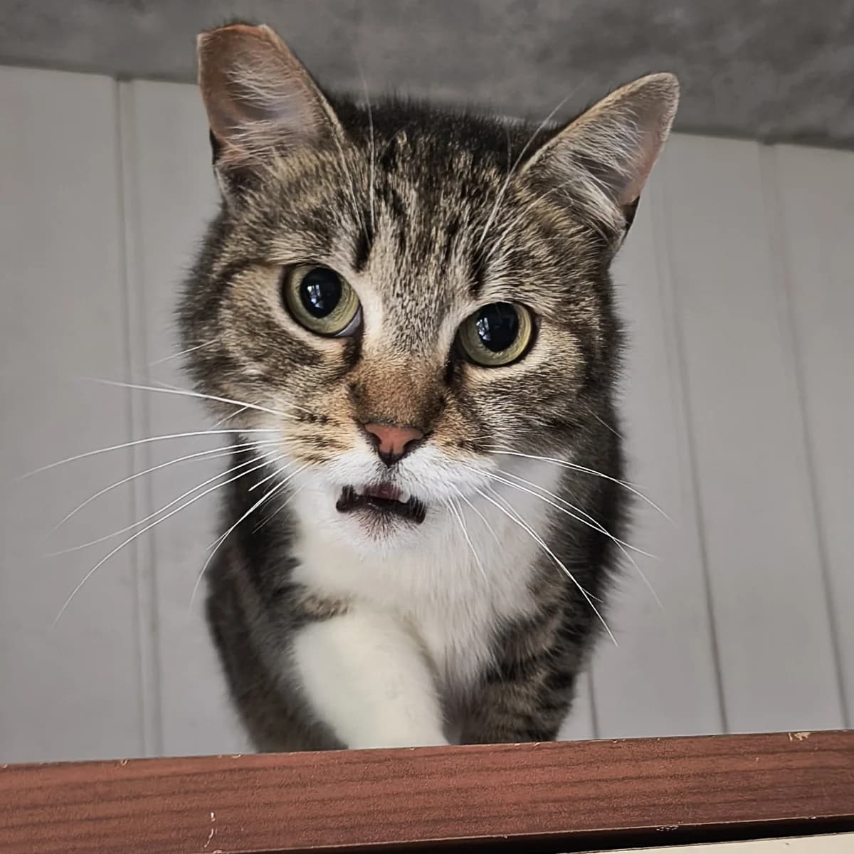 Leni, female 4yo European Shorthair for adoption at Tierheim Bad Homburg, Homburg