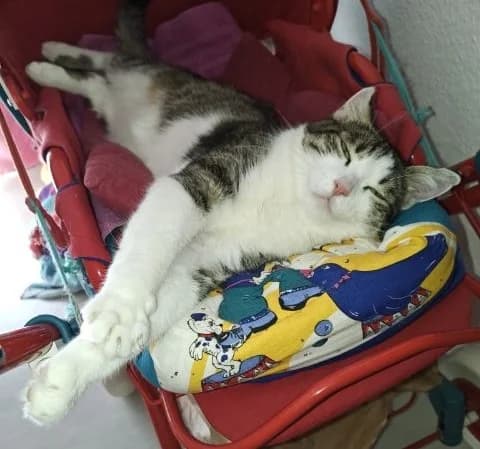Lilly, female senior European Shorthair for adoption at Tierheim Bad Homburg, Homburg