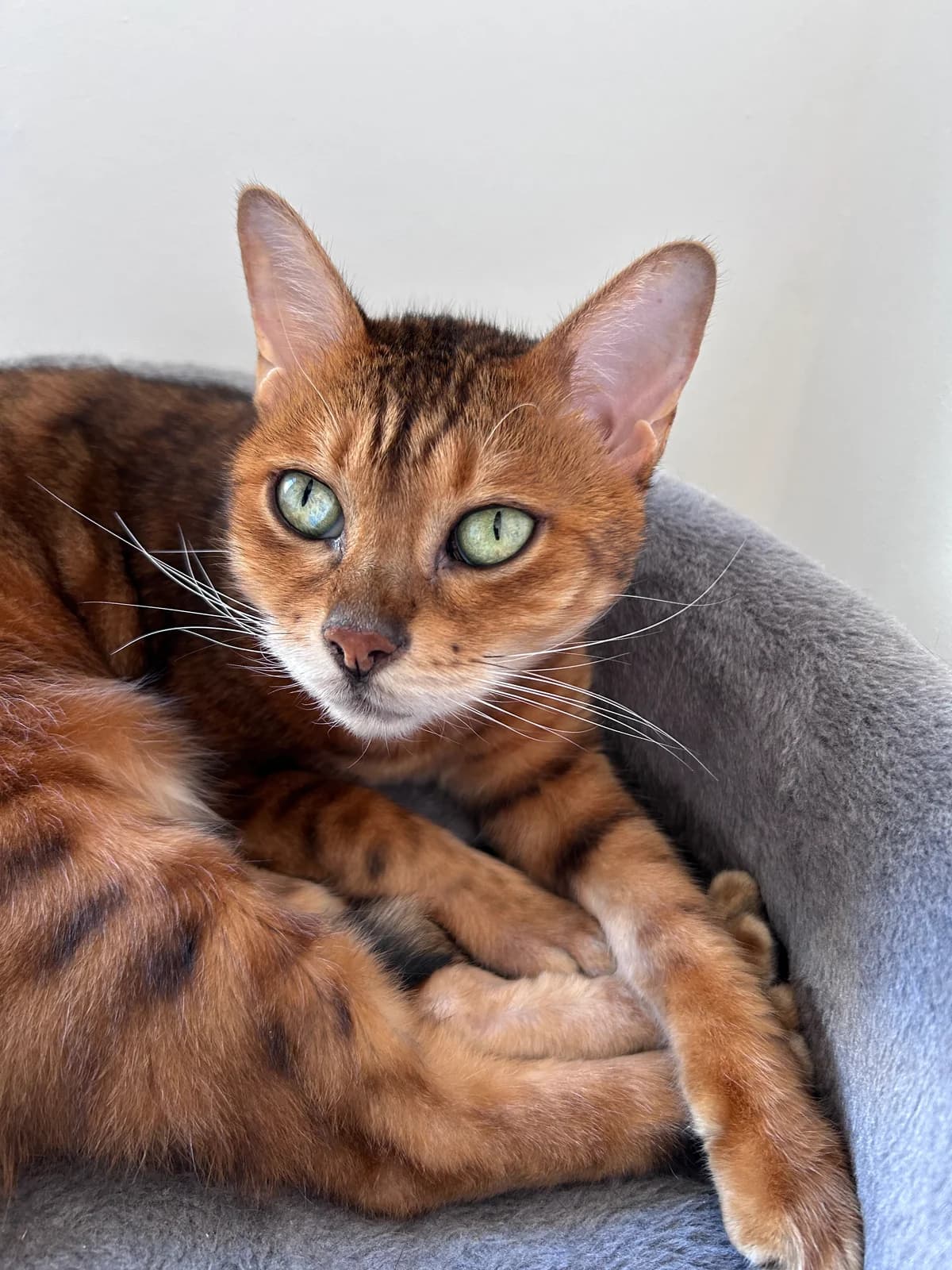 Lilly, female senior Bengal for adoption at Tierheim Bad Homburg, Homburg
