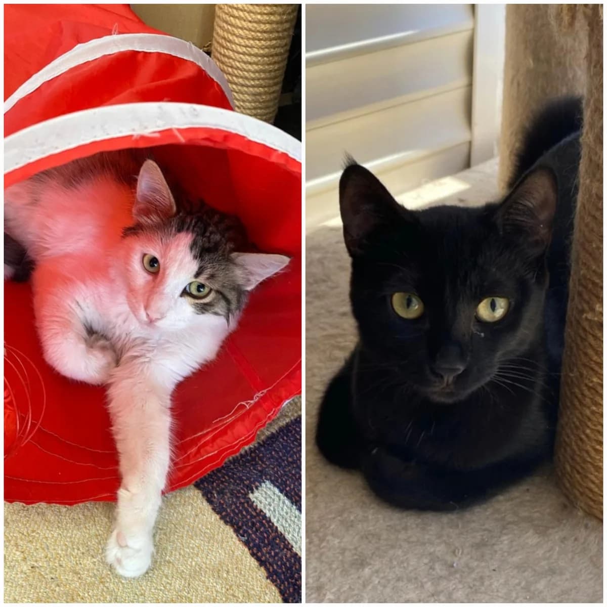 Lina und Merlin, male mixed breed for adoption at Tierheim Bad Homburg, Homburg