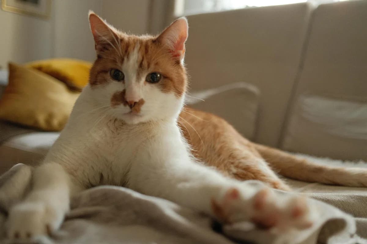 Linus, male senior European Shorthair for adoption at Tierheim Bad Homburg, Homburg