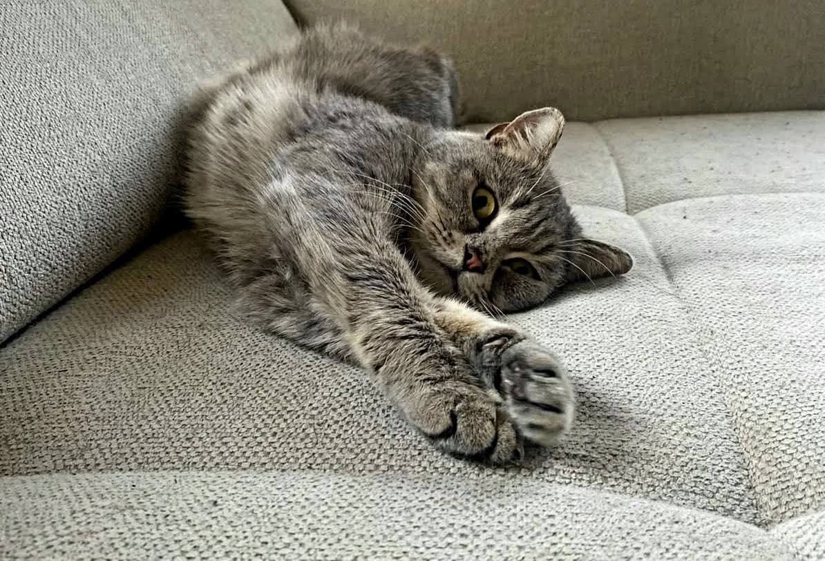 Luna, female senior British Shorthair for adoption at Tierheim Bad Homburg, Homburg