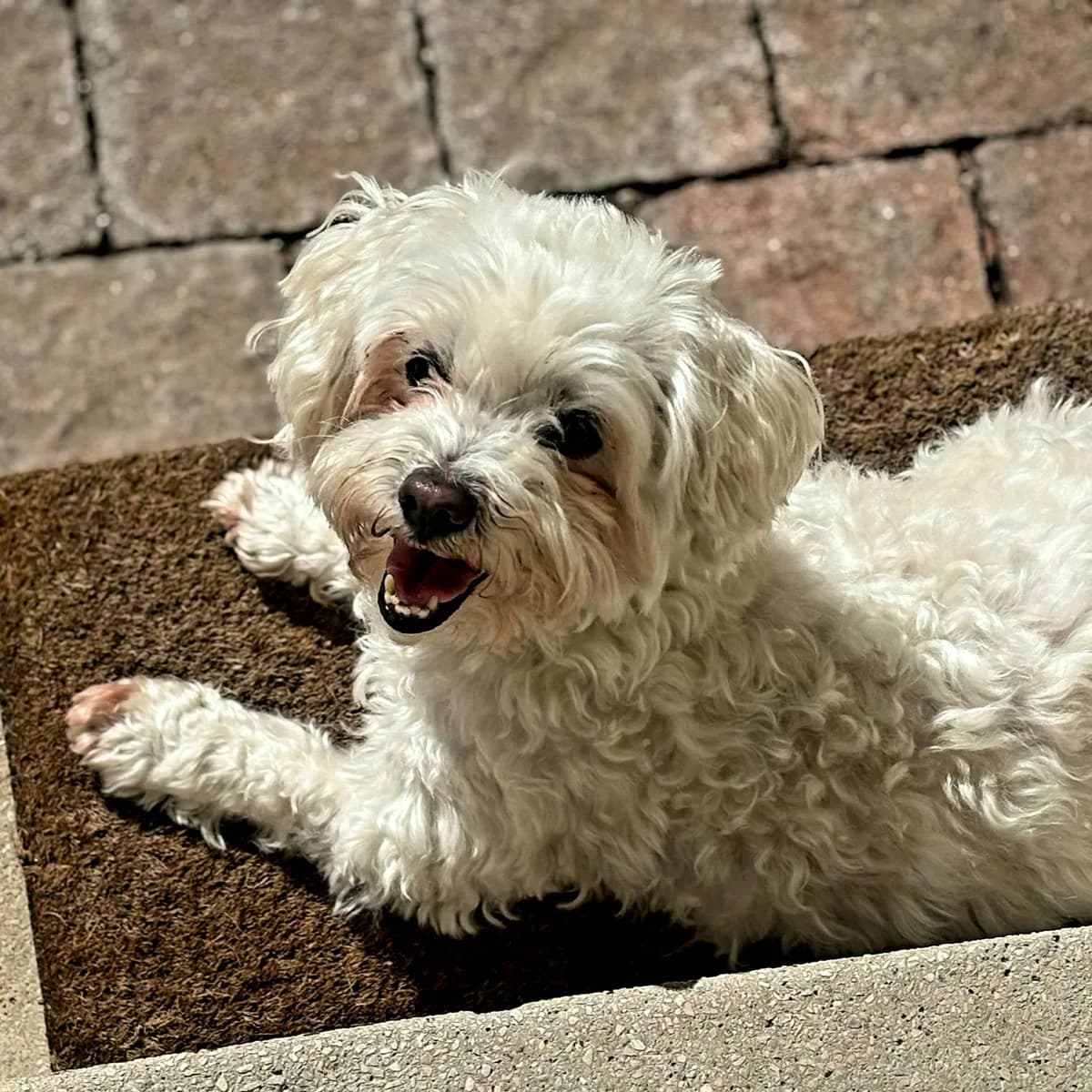 Mago, female senior Maltese for adoption at Tierheim Bad Homburg, Homburg