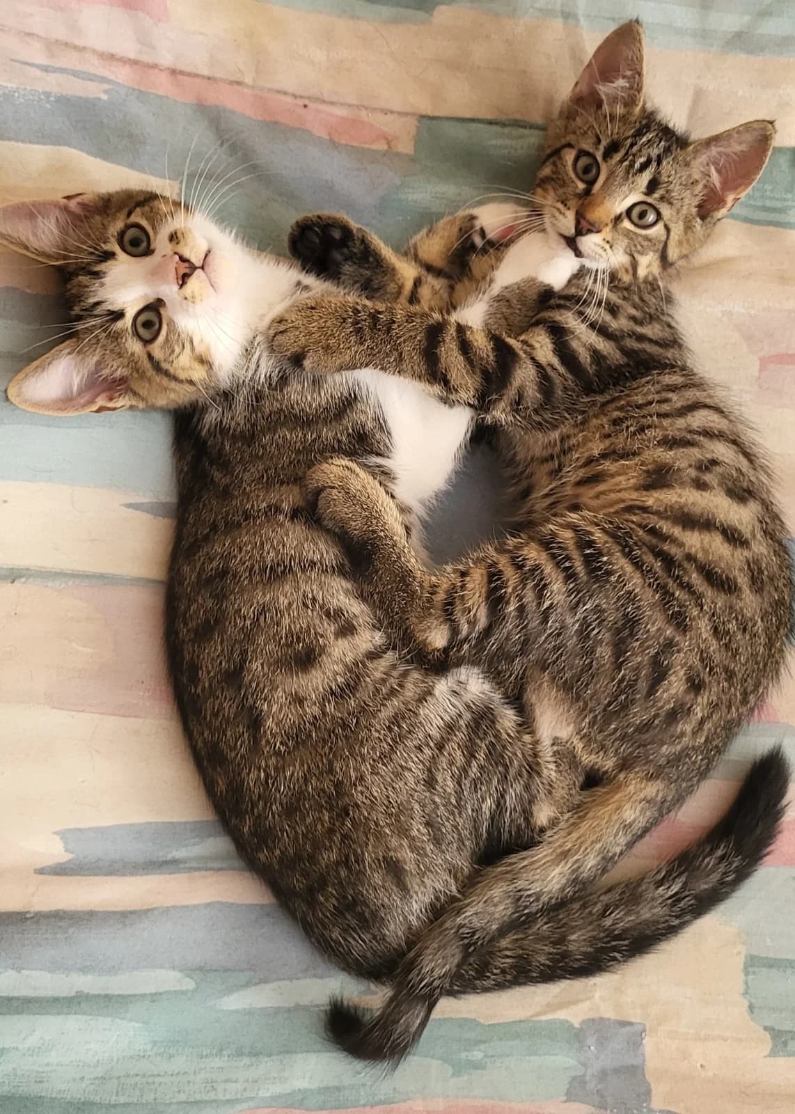 Max und Paul, male mixed breed for adoption at Tierheim Bad Homburg, Homburg