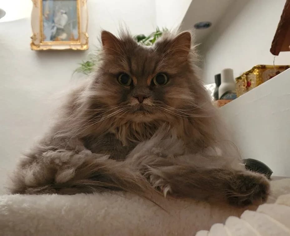 Milena, female senior Persian for adoption at Tierheim Bad Homburg, Homburg
