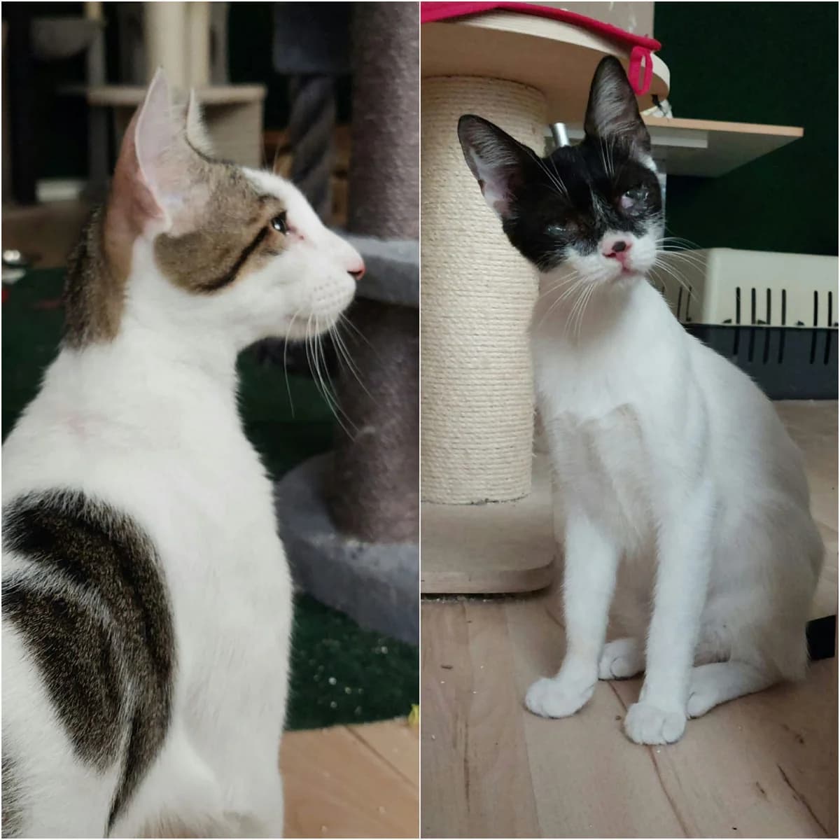 Mo und Milli, male European Shorthair for adoption at Tierheim Bad Homburg, Homburg