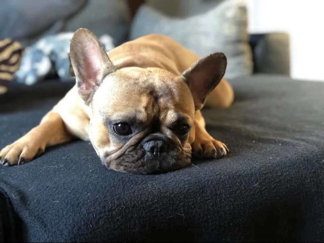 Molly, female senior French Bulldog for adoption at Tierheim Bad Homburg, Homburg
