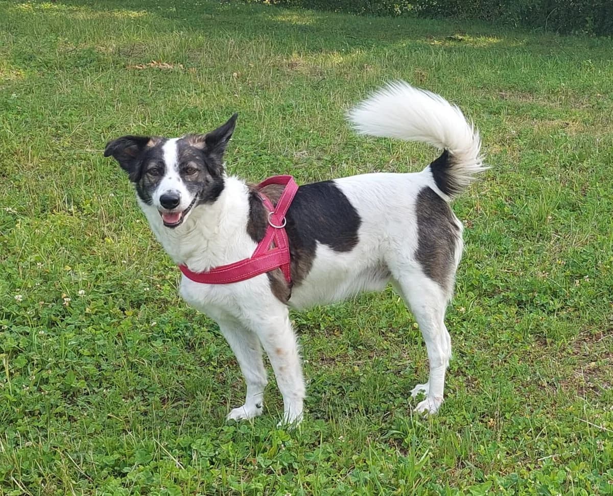 Paddy, male Mixed Breed for adoption at Homburg