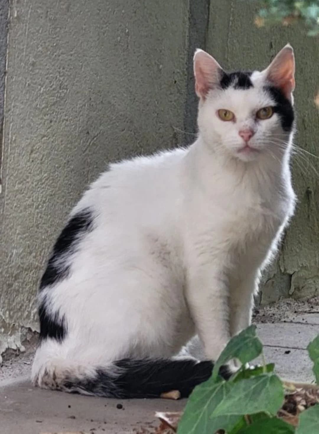 Paul, male senior European Shorthair for adoption at Tierheim Bad Homburg, Homburg