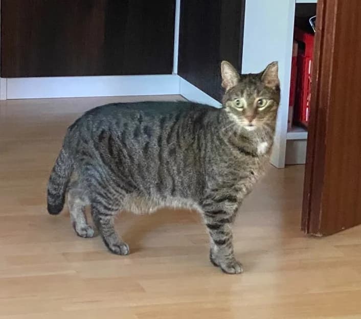 Ruffy, male senior European Shorthair for adoption at Tierheim Bad Homburg, Homburg
