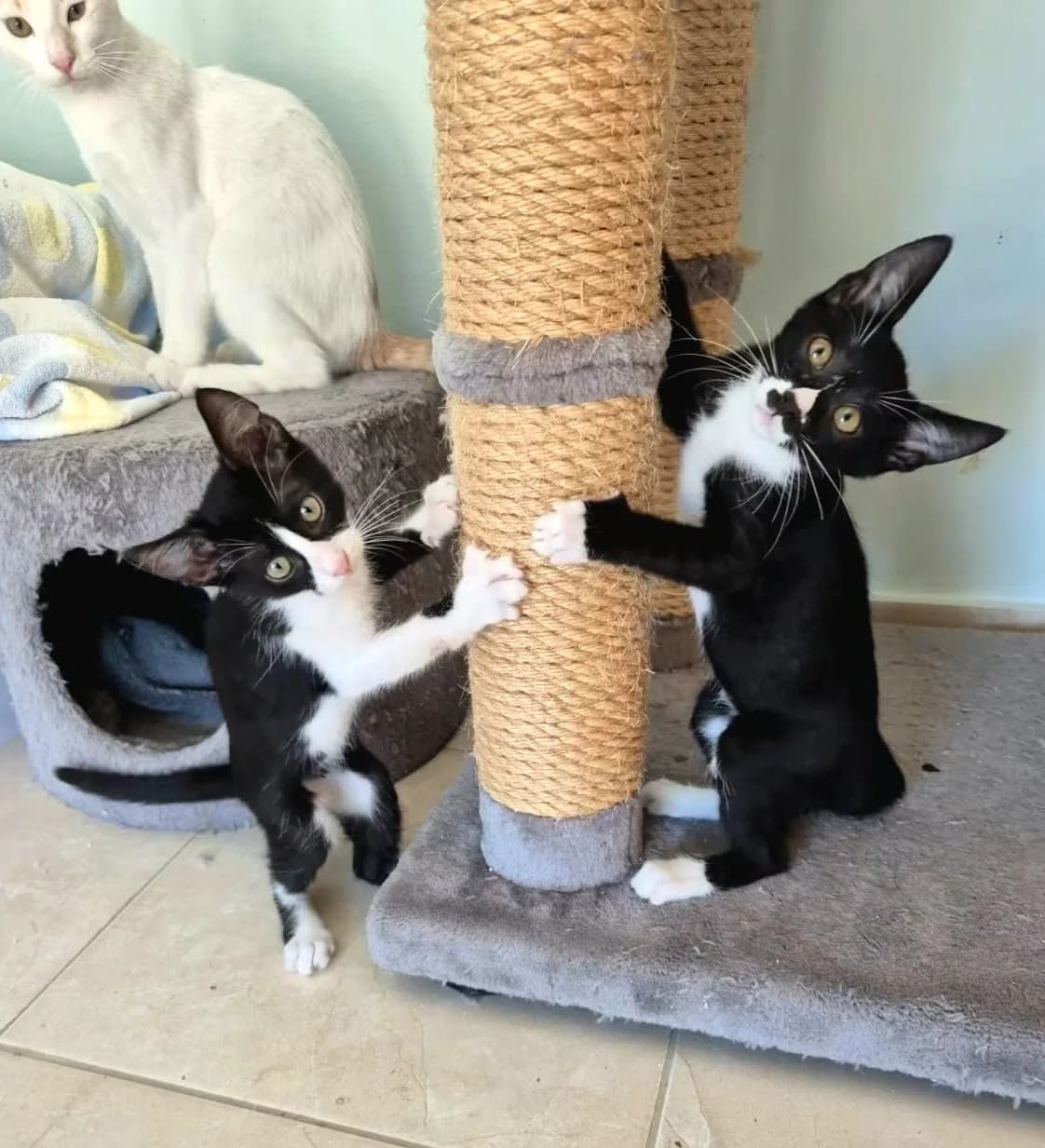 Sechs Katzenkinder, male puppy European Shorthair for adoption at Tierheim Bad Homburg, Homburg