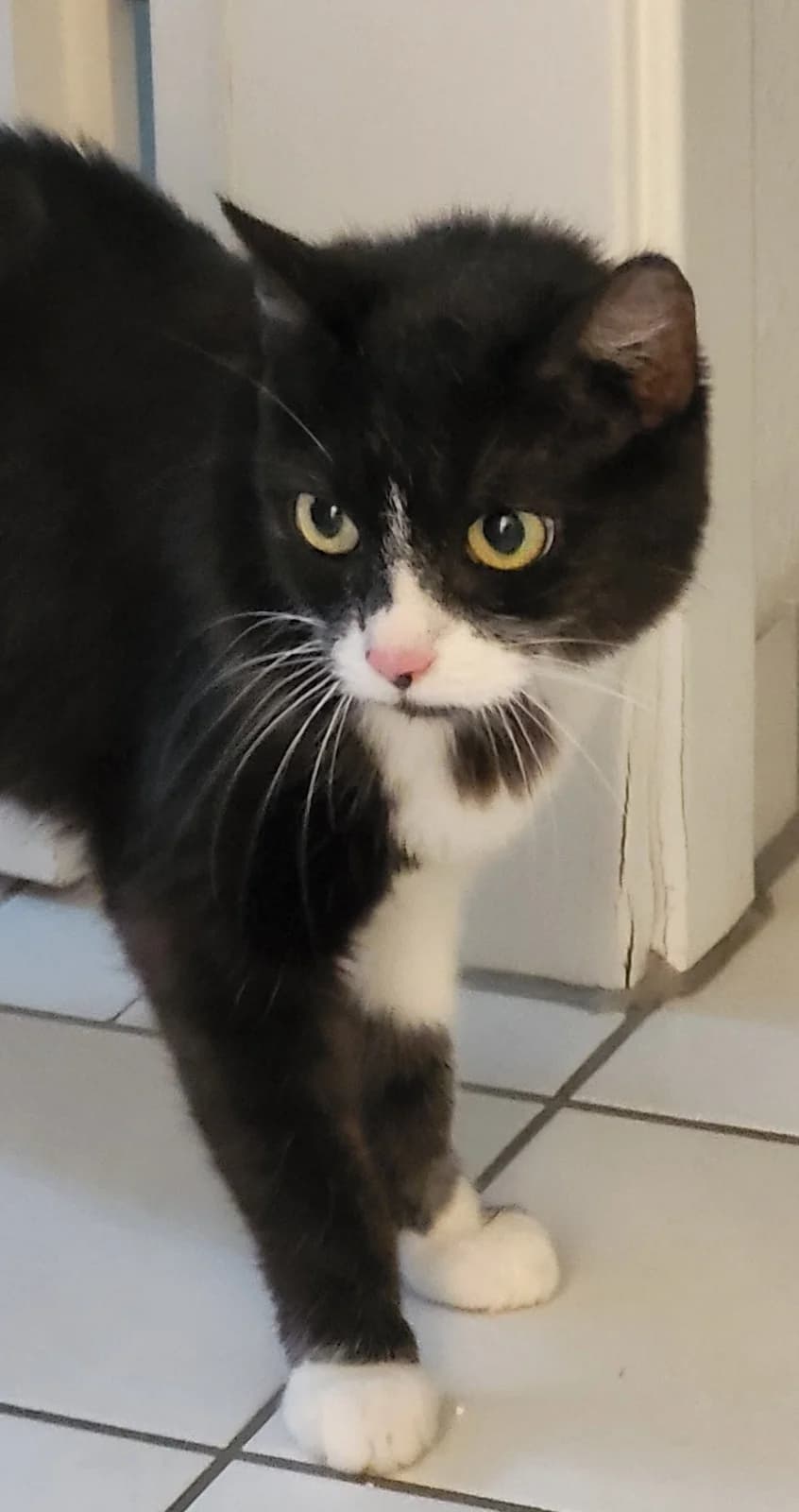 Sunny, female senior European Shorthair for adoption at Tierheim Bad Homburg, Homburg