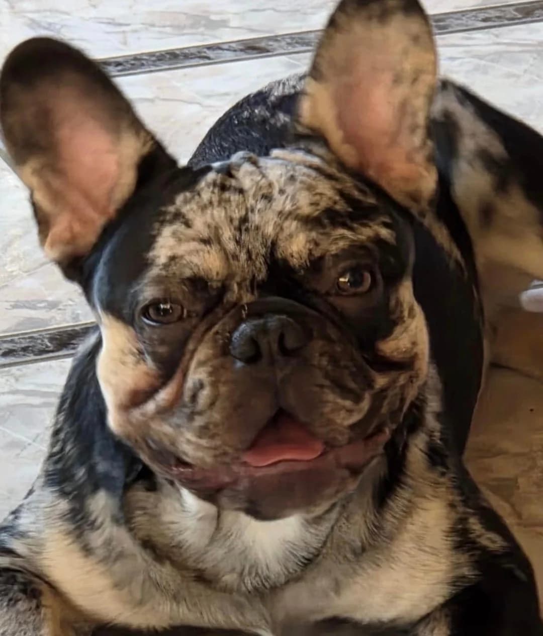Tommy, merle male young French Bulldog for adoption at Tierheim Bad Homburg, Homburg